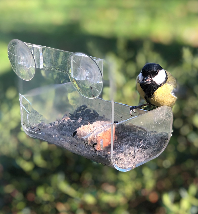 bird feeder family activities